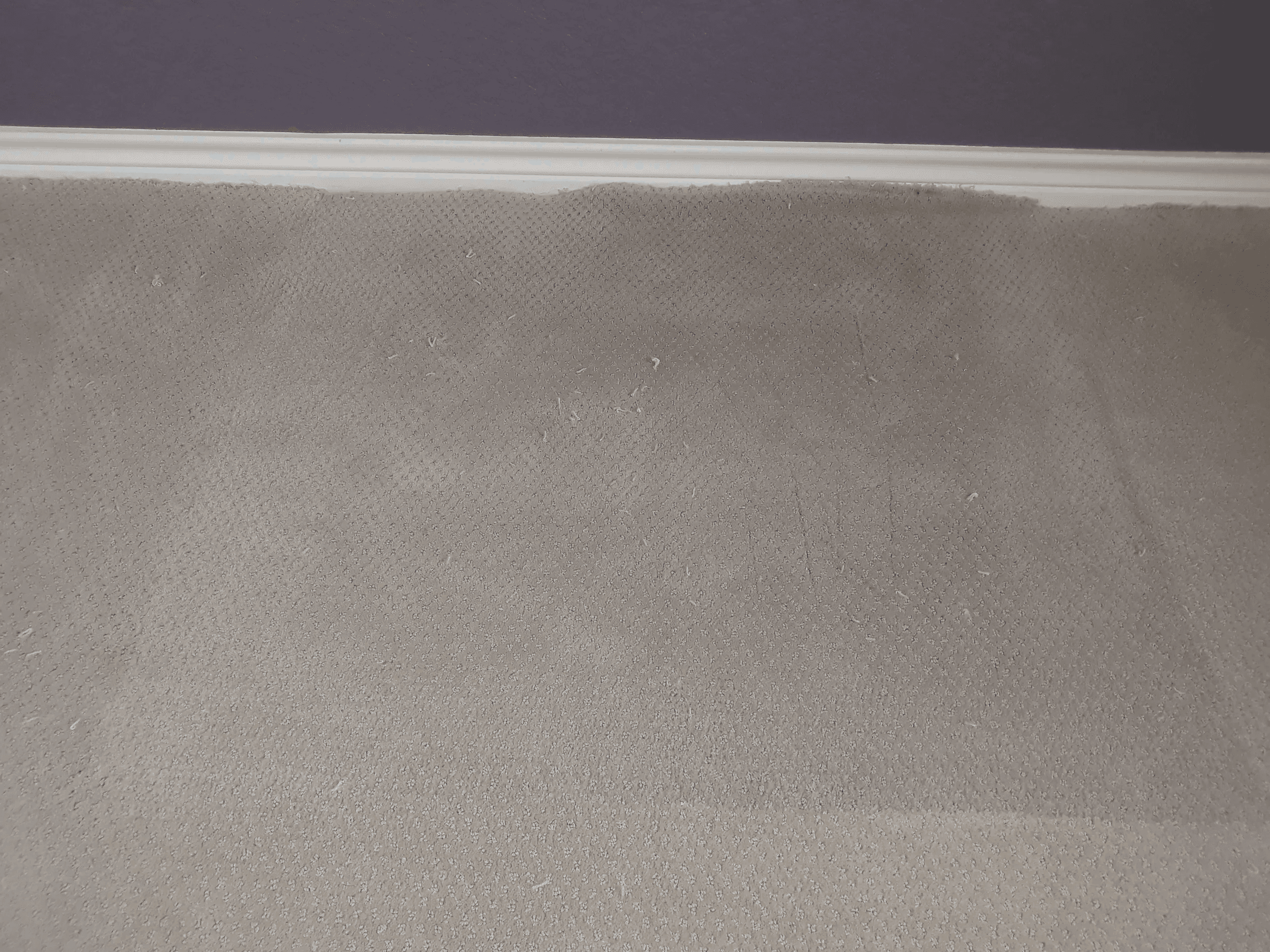 Wrinkled Carpet Restored after